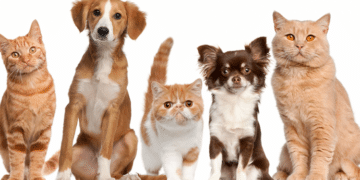 Vacinação antirrábica é transferida para o centro da cidade