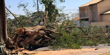Tupã: Árvore de grande porte cai ao lado do terminal rodoviário e provoca apagão em vários bairros