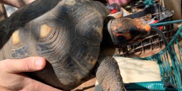 Polícia Militar Ambiental resgata animais em condições precárias e autua responsável
