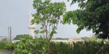 Queda recorrente de árvores gera preocupação em Tupã
