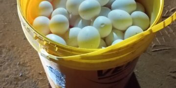 Polícia Militar flagra ladrão de ovos em Bastos