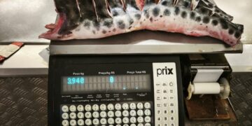 Polícia Ambiental inicia fiscalizações da Piracema na região, e supermercado é multado por irregularidade em estoque de pescados