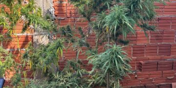 POLÍCIA CIVIL PRENDE HOMEM POR CULTIVO DE MACONHA EM QUINTANA