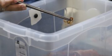 Escorpiões: população deve redobrar cuidado no período chuvoso