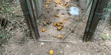 Caçador grava vídeo de armadilha e confessa que pretendia montar mais