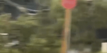 Rascunho automático